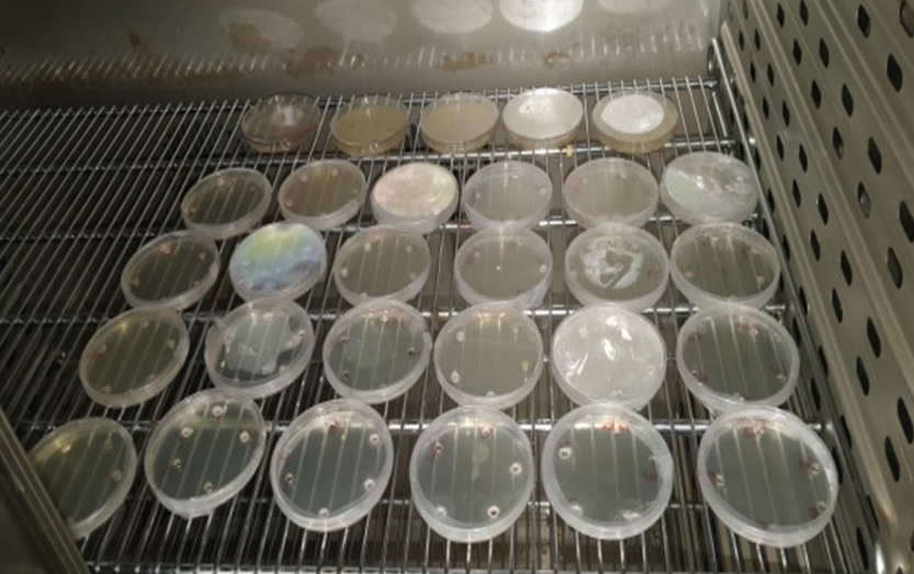 Laboratory of the sylvo-pastoral institute of Tabarka