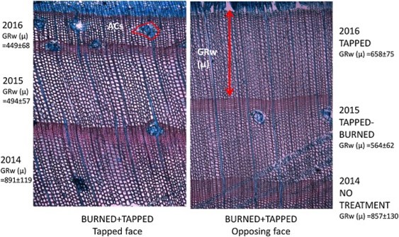Cross section of xylem tissue of a burned+tapped tree in the tapped face and the opposing face.