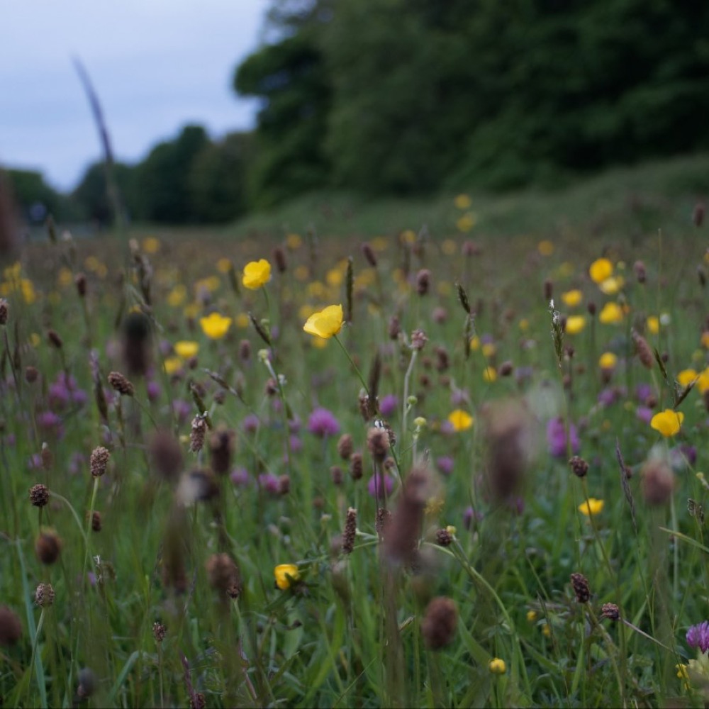 Meeting Biodiversity, Climate, And Water Objectives Through Integrated ...