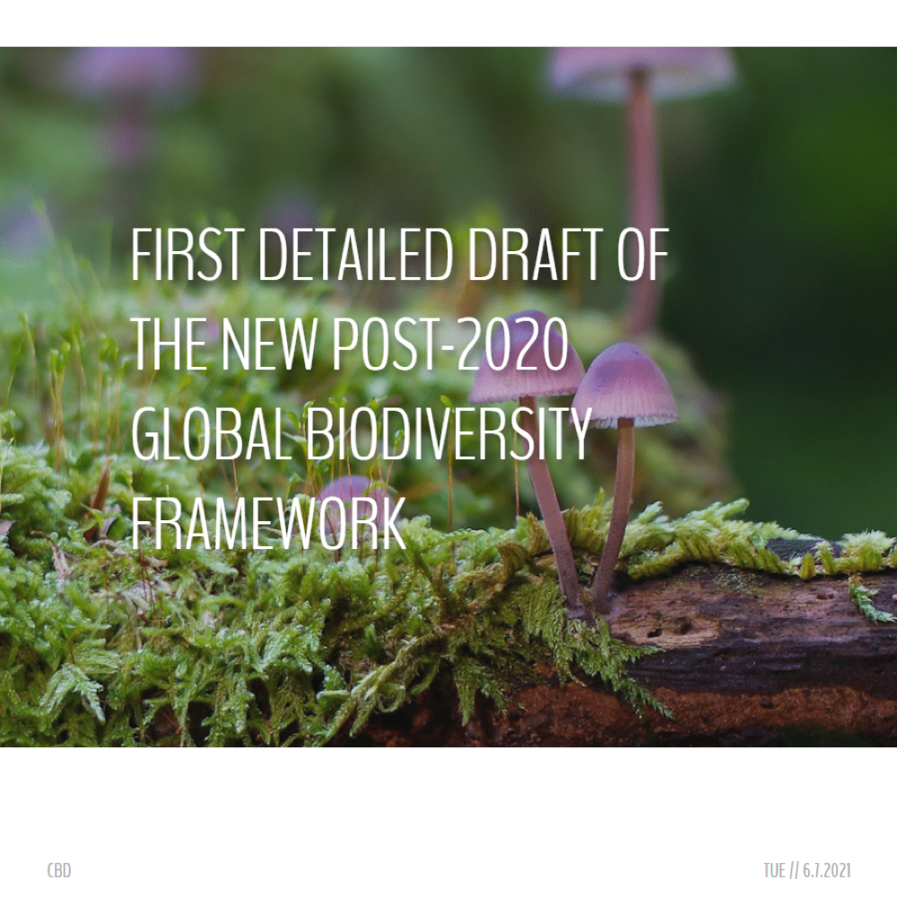 First Detailed Draft Of The New Post-2020 Global Biodiversity Framework ...