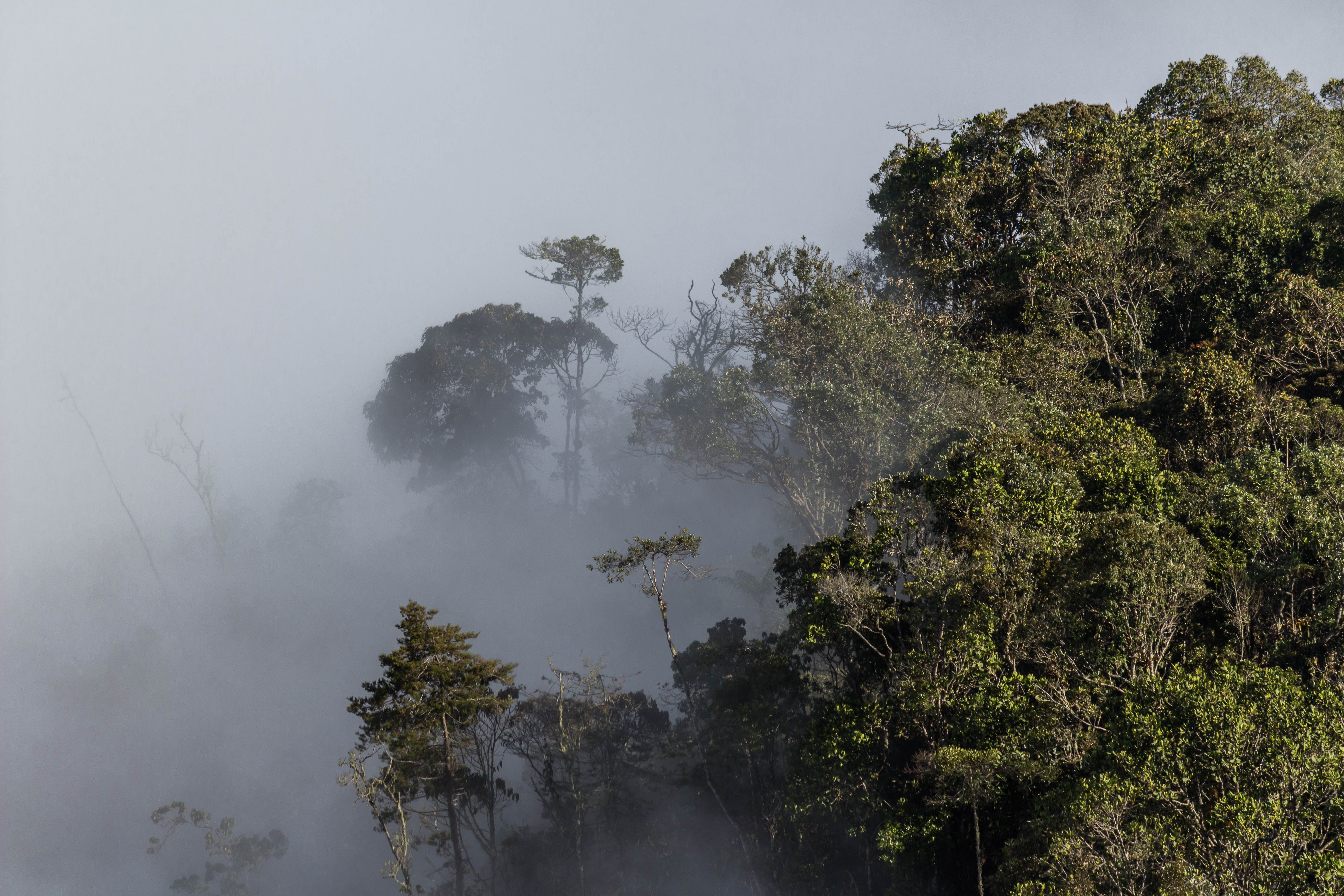 Bosque altoandino en área protegida del SILAPE