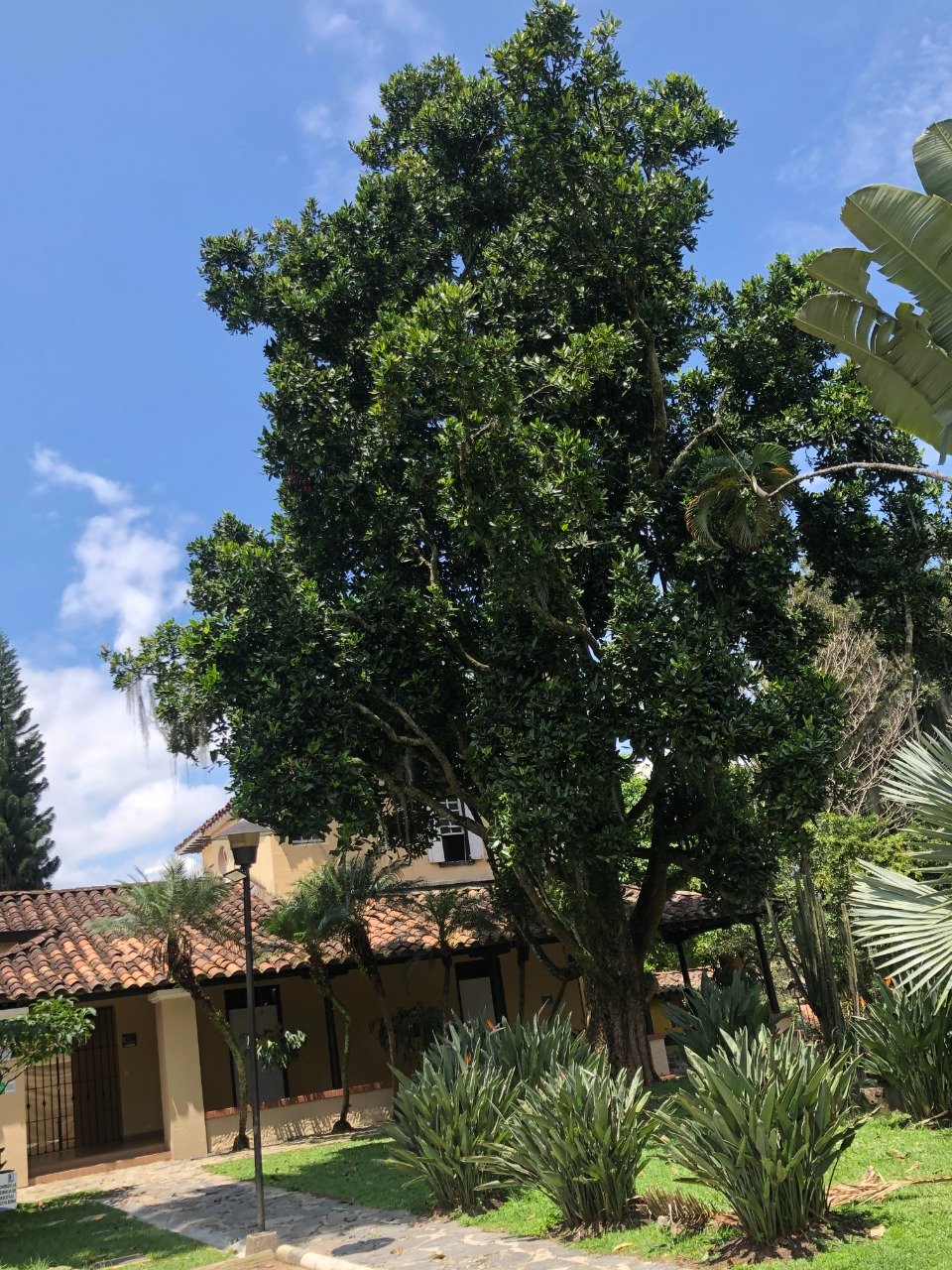 Este cedro está ubicado en la Casa Museo Fernando González la cual es un bien de interés cultural del ámbito nacional y del municipio de Envigado.  El árbol fue denominado de carácter especial y candidato a ser declarado patrimonio del municipio por la importancia histórica de la siembra a manos del filósofo Fernando González (1895 - 1964)