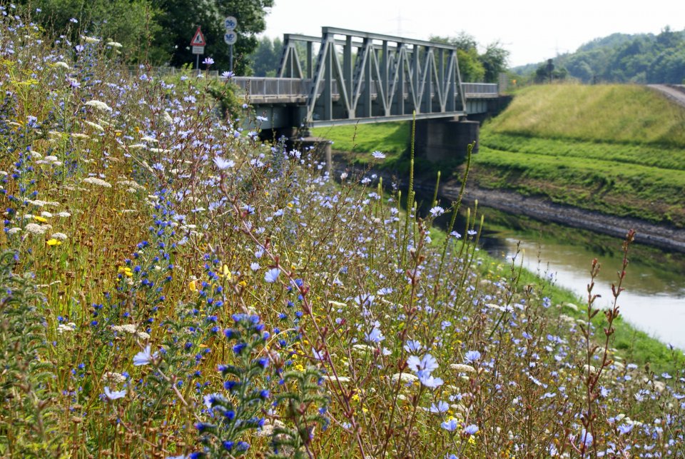 flowering Emscher dykes (photo: Emschergenossenschaft/Lippeverband)