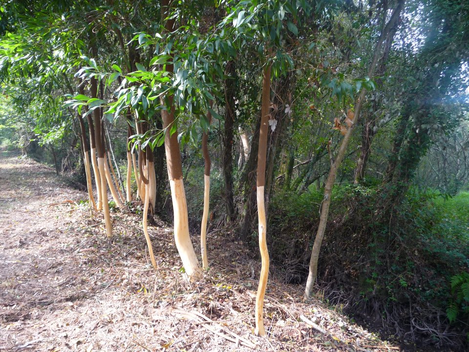 Invasive species control in the Lima floodplains (photo: Patricia M. Rogríguez-Gonzáles) Invasive species control in the Lima floodplains (photo: Patricia M. Rogríguez-Gonzáles)