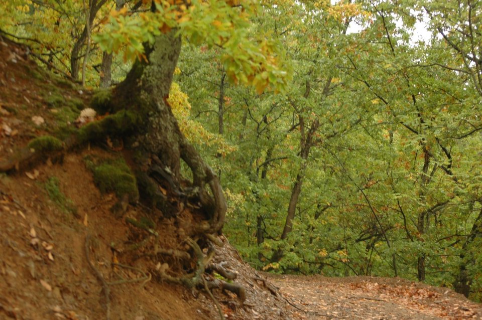 Degraded forest ecosystem in Gledić mountains, Kraljevo, Serbia