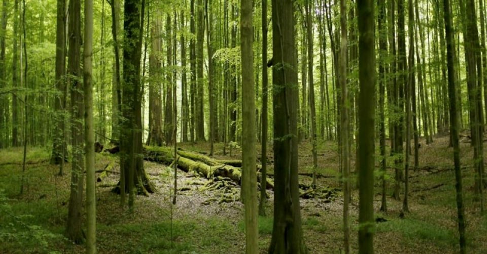 Forest in Flanders