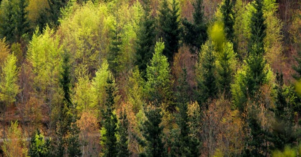 Forest in Bizkaia county