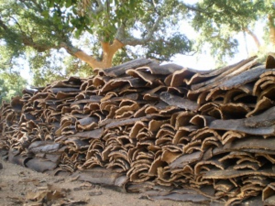 Cork pile in the field