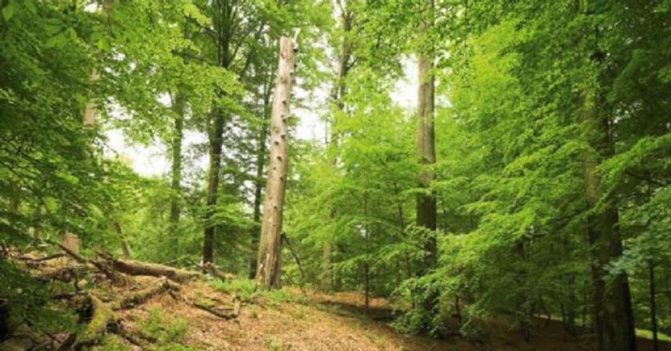 Forest Forest