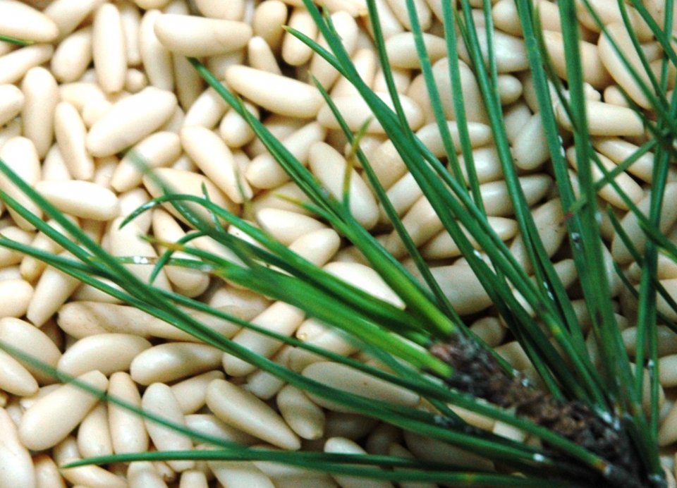 Mediterranean pine nuts 