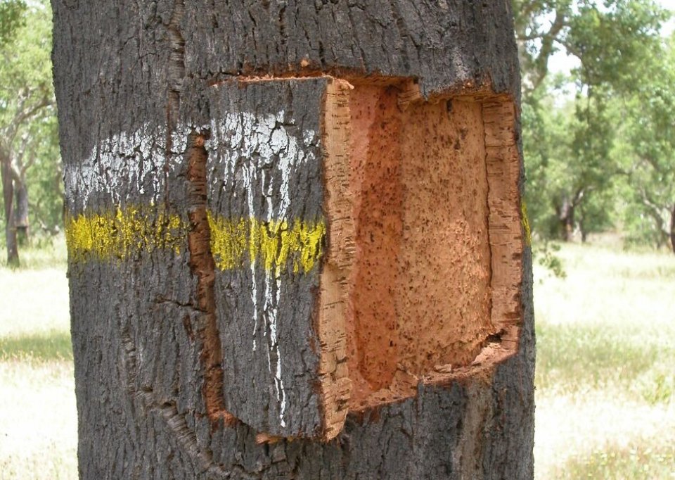 Cork sample (cala) being extracted from a tree.