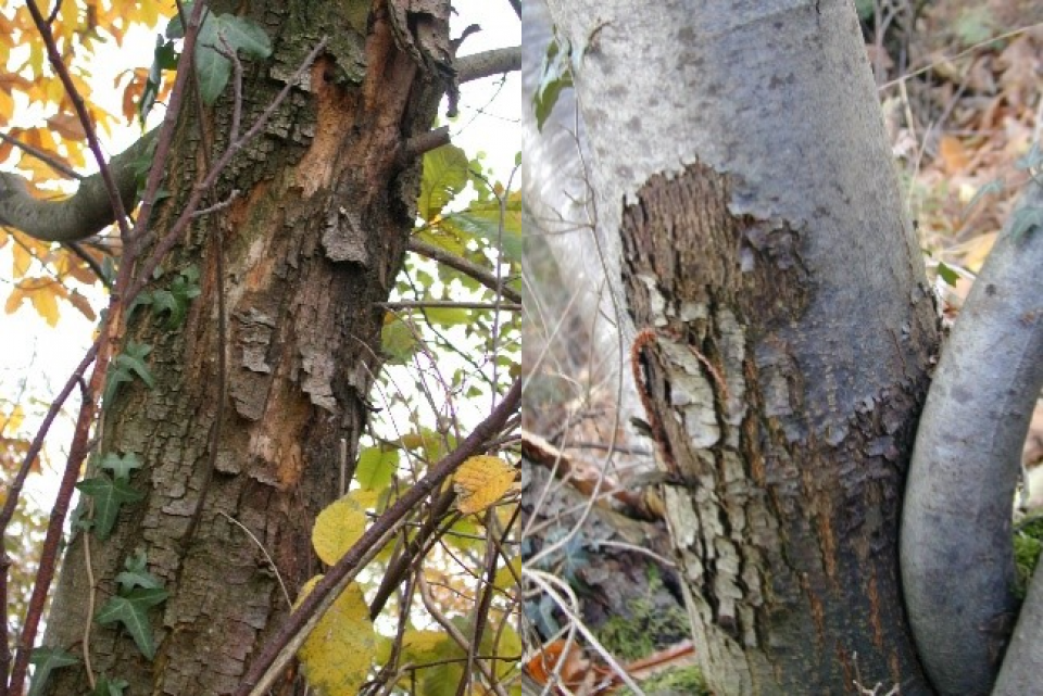 Symptoms of chestnut blight caused by: (1) non-virus-infected strains of Cryphonectria parasitica. (2) by virus-infected strains of Cryphonectria parasitica "hypovirulent" strains