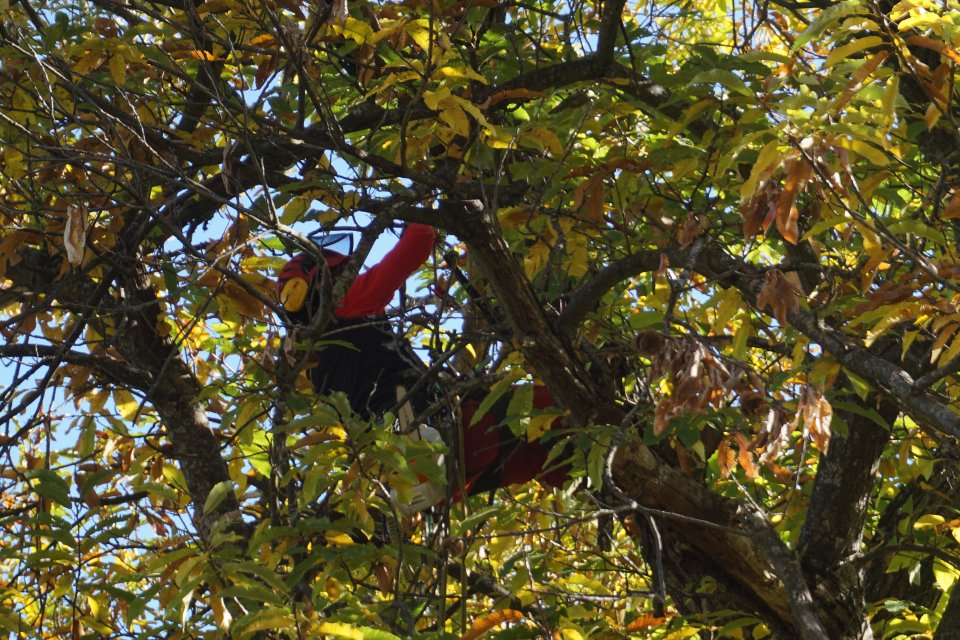 Professional chestnut pruning