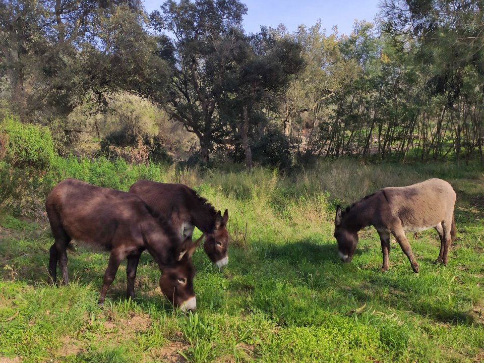Donkey sylvopastoralisme Donkey sylvopastoralisme