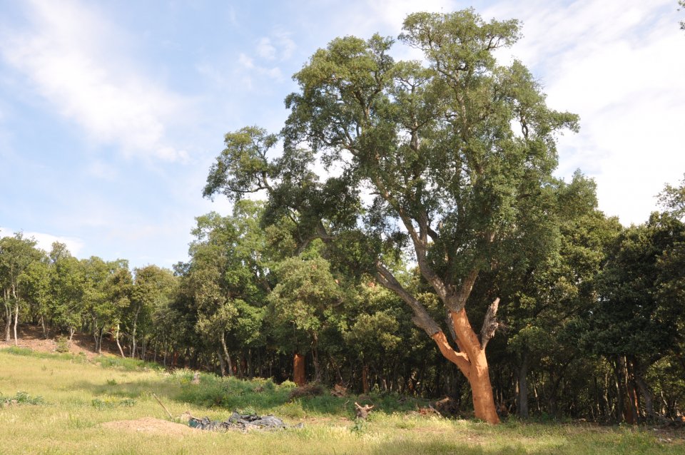 Mature and healthy cork oak