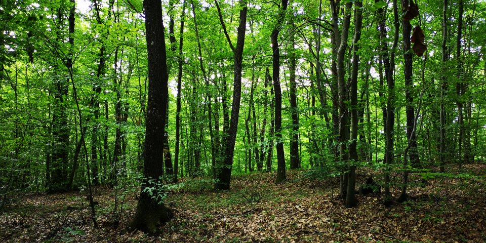 Mixed forest of northern Croatia