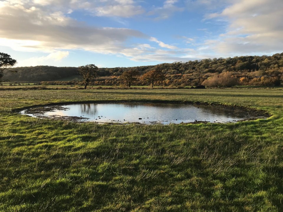 Lapwing scrape in Weston Moor, Gordano - credit to Avon Wildlife Trust