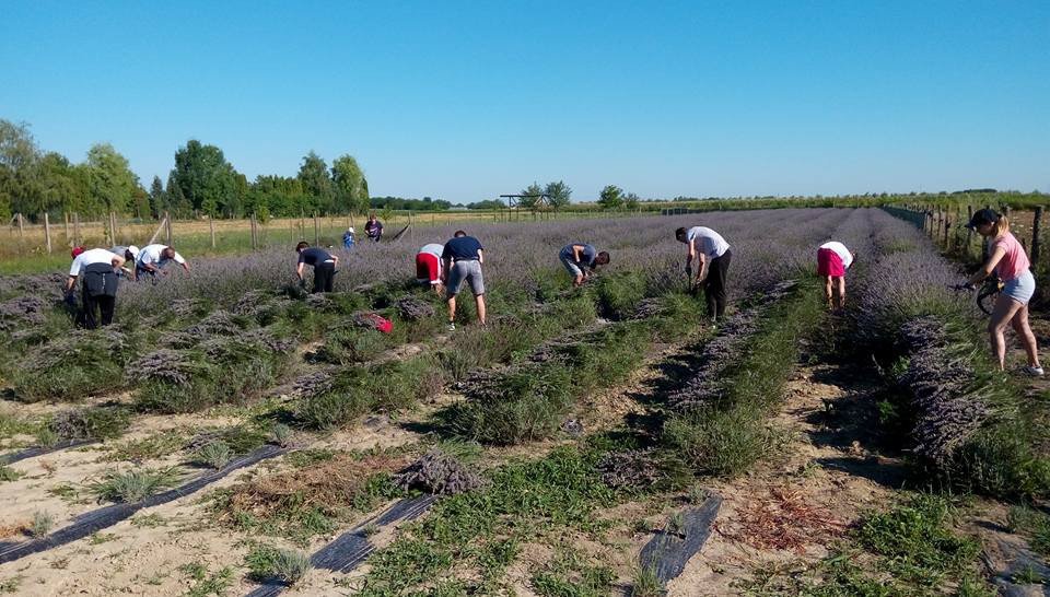 Manual harvesting of lavender