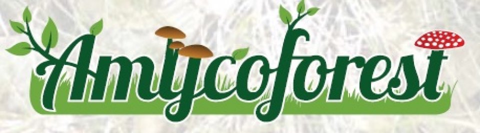 Amycoforest