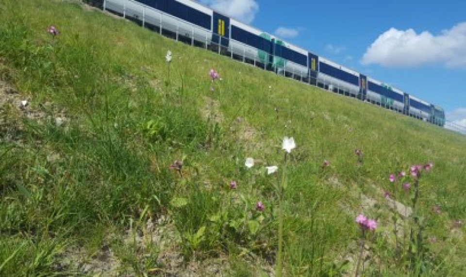 Wildflower embankments - credit to Network Rail