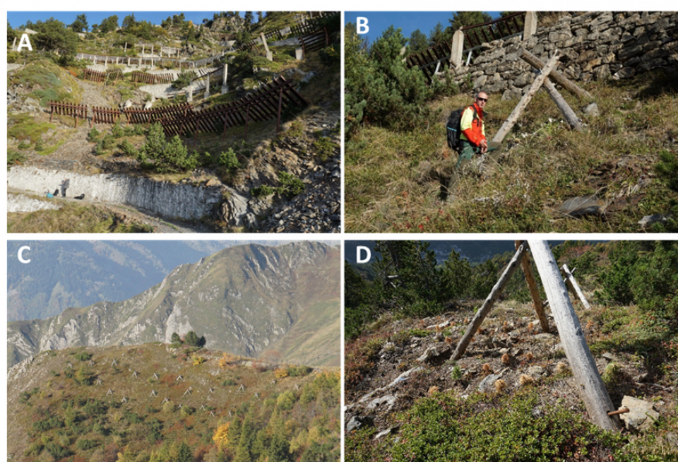 A) 'Grey' structures in the slope above the access road from the helicopter platform to the construction site for the shelter. B) One of the tripods for protection of new plants. C) Tripods protecting plants in a more barren part of the avalanche release area. Natural forest and old grey structures can be seen in the foreground. D) Example of plant collection where most plants have died, but still enough for the purpose seem to survive