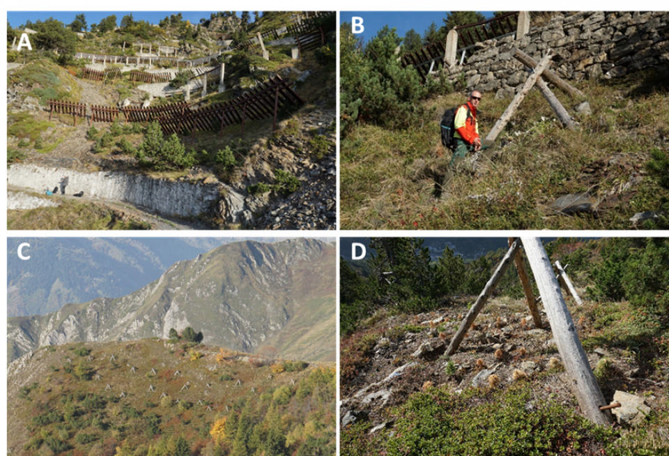 A) 'Grey' structures in the slope above the access road from the helicopter platform to the construction site for the shelter. B) One of the tripods for protection of new plants. C) Tripods protecting plants in a more barren part of the avalanche release area. Natural forest and old grey structures can be seen in the foreground. D) Example of plant collection where most plants have died, but still enough for the purpose seem to survive A) 'Grey' structures in the slope above the access road from the helicopter platform to the construction site for the shelter. B) One of the tripods for protection of new plants. C) Tripods protecting plants in a more barren part of the avalanche release area. Natural forest and old grey structures can be seen in the foreground. D) Example of plant collection where most plants have died, but still enough for the purpose seem to survive