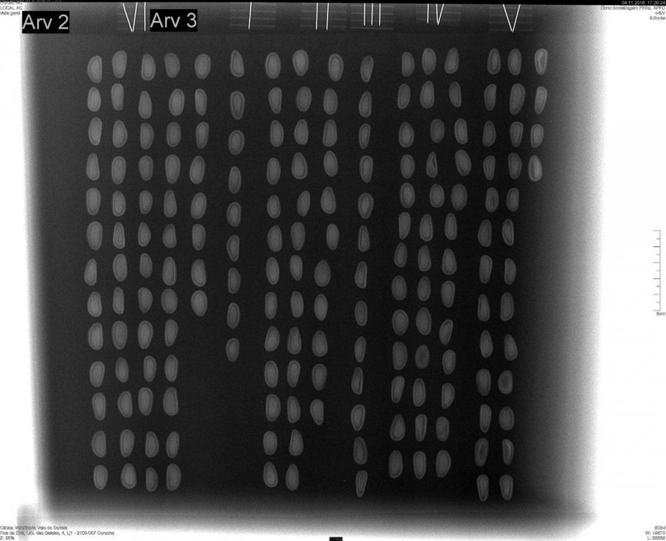 Inshell pine nuts X-rayed (Pinus pinea) 