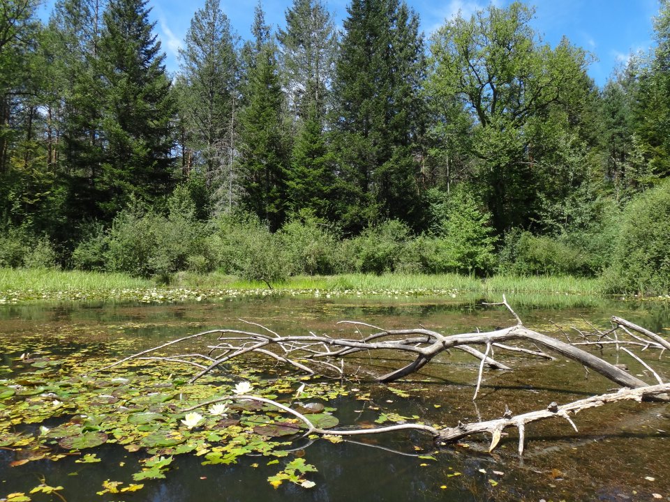 The reintroduction of the threatened European pond turtle was successful and the population is now reproducing in this pondscape.