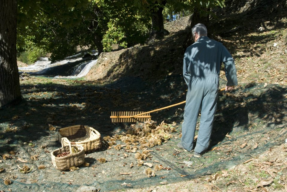 Chesnuts harvest by a "Castane" economic group associate