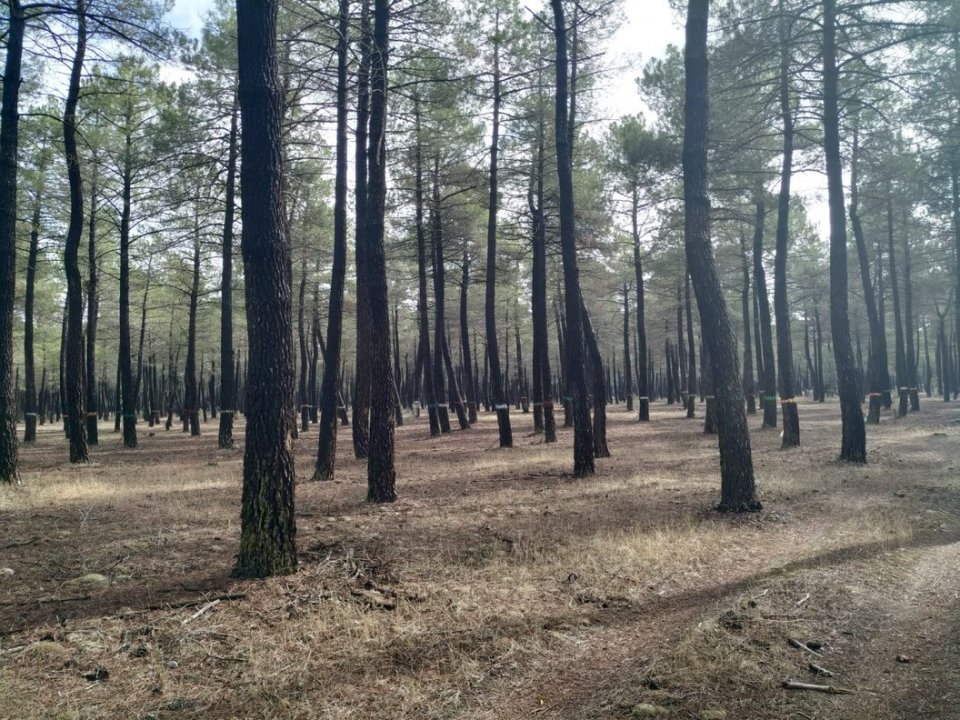 Pine stand oriented to resin production