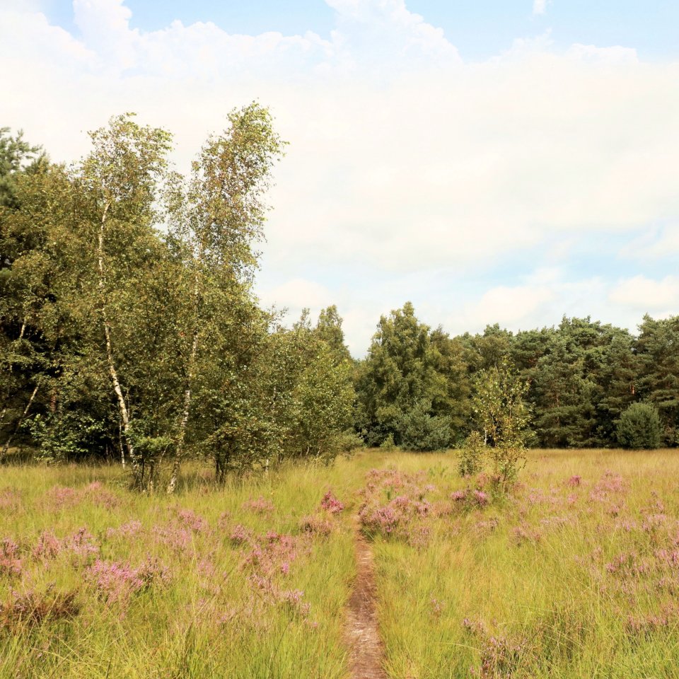 Peatland, Belgium