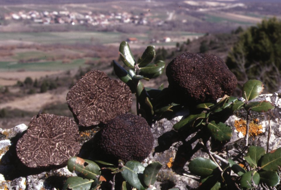 Tuber melanosporum production area