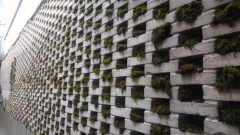 Moss wall