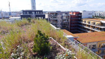 Green roof terrace view