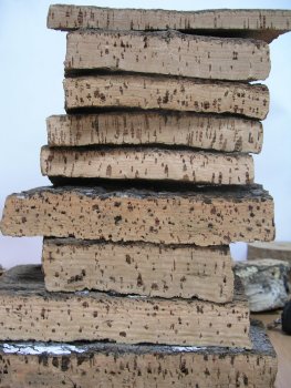 Core samples of cork