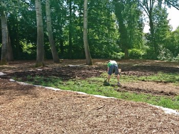 Mulching the lawn with wood chips to create a forest floor