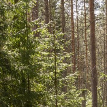 Coniferous woodland with trees and bare trunks