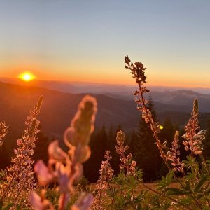 Field of wildflowers as the sun either rises or sets