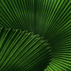 David Clode- Unsplash David Clode- Unsplash