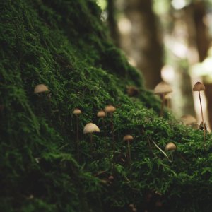 Photo: Vinit Srivastava https://unsplash.com/photos/ETTY3Q_ukmk Photo: Vinit Srivastava https://unsplash.com/photos/ETTY3Q_ukmk